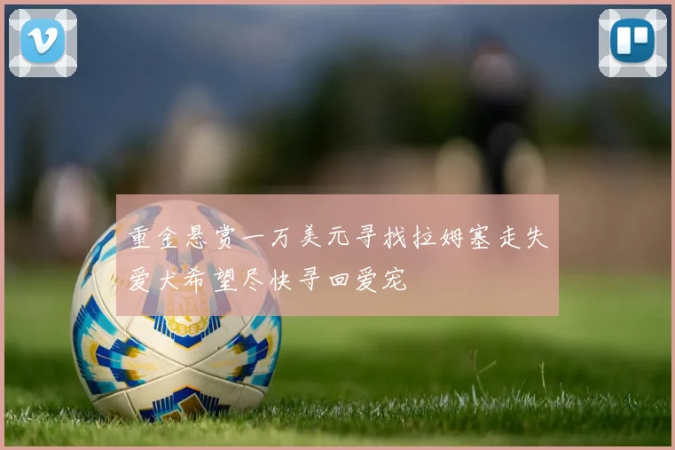重金悬赏一万美元寻找拉姆塞走失爱犬希望尽快寻回爱宠